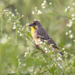 Lemon-breasted Canary (image by Mark Beaman)