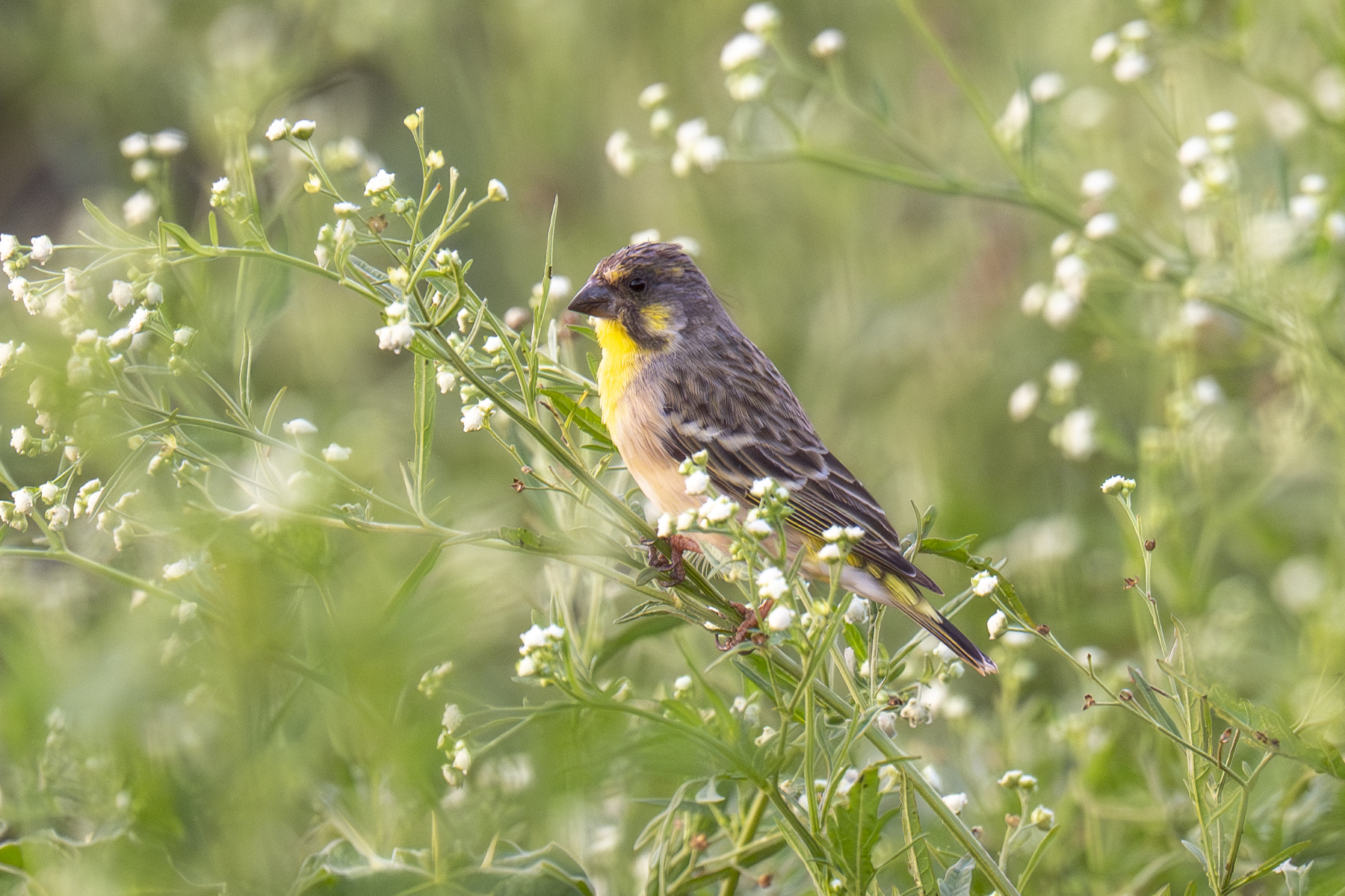 Lemon-breasted Canary (image by Mark Beaman)