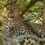 Leopard (image by Nik Borrow)