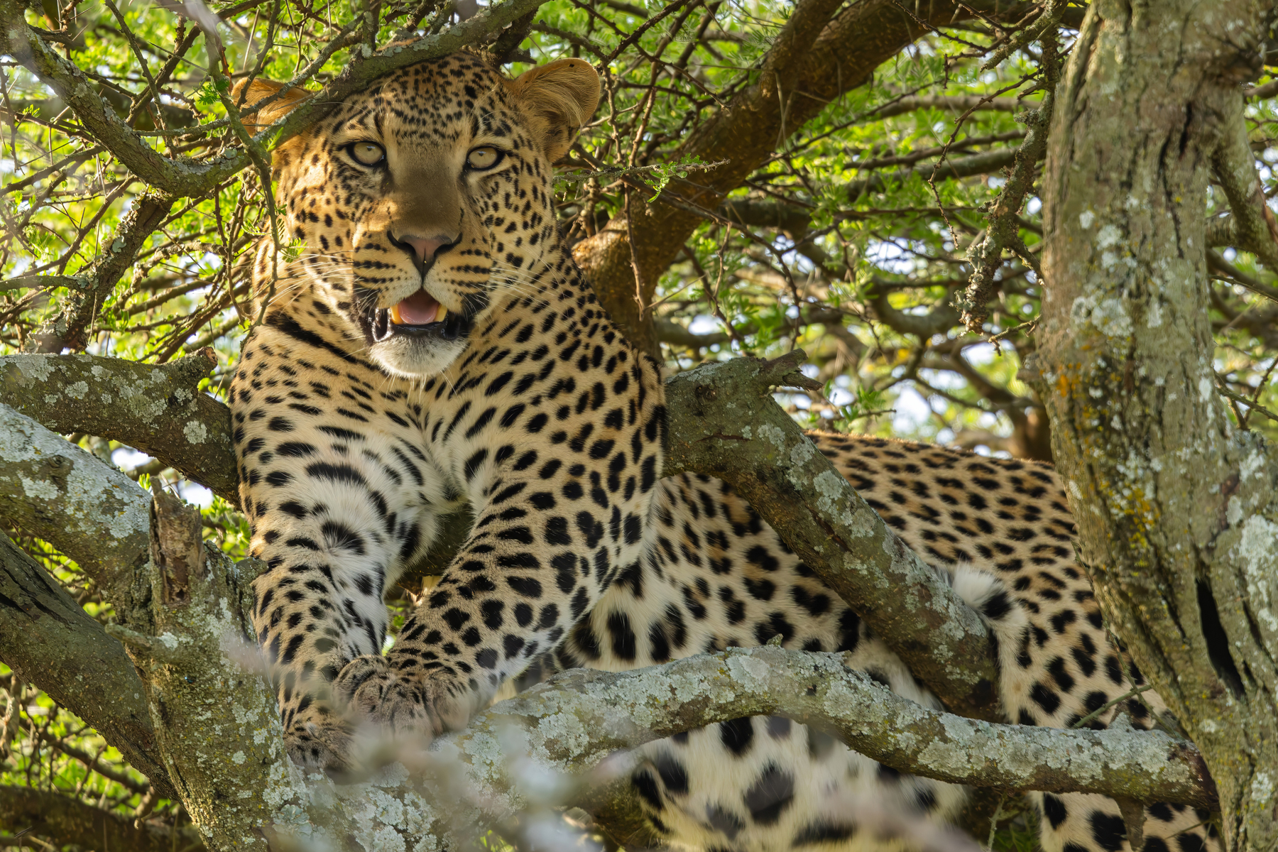 Leopard (image by Nik Borrow)