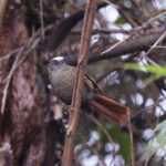 Light-crowned Spinetail [albiceps] (image by Leo Garrigues)