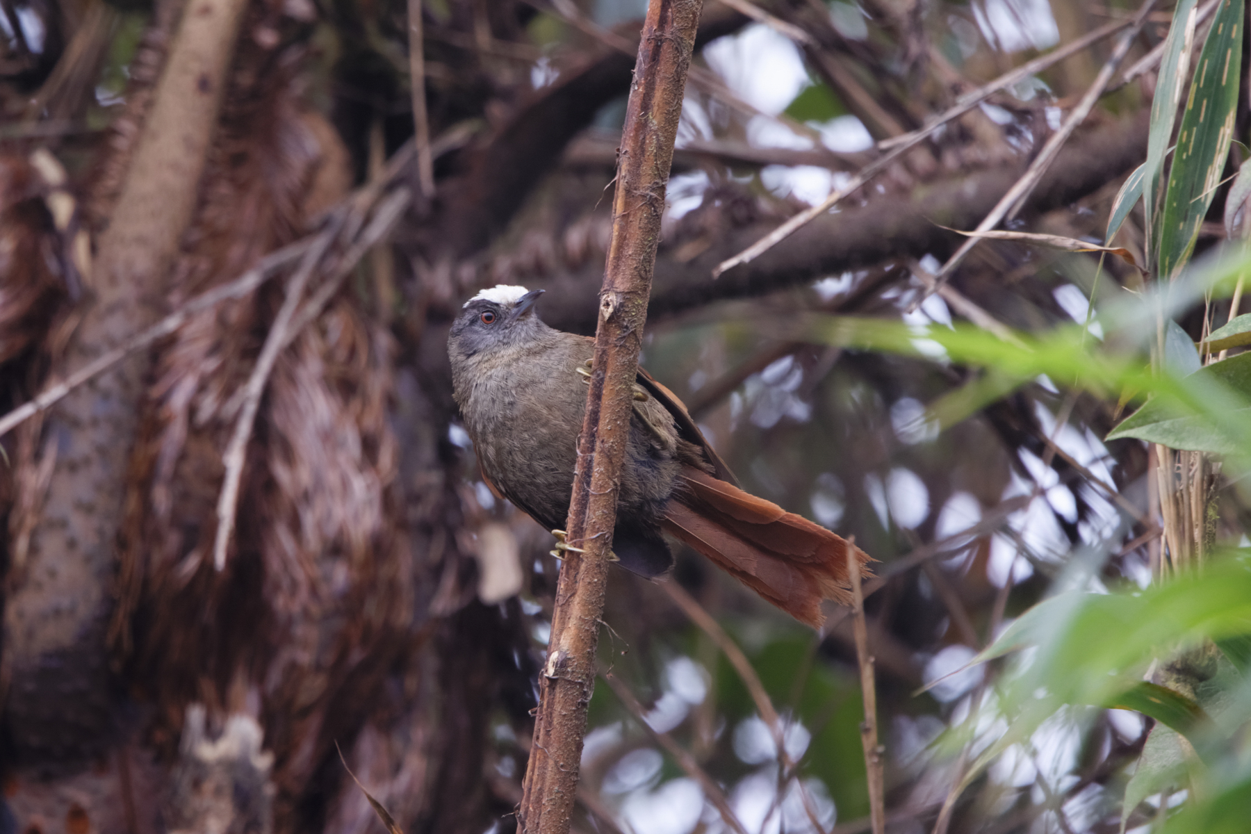 Light-crowned Spinetail [albiceps] (image by Leo Garrigues)