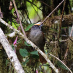 Light-crowned Spinetail [discolor] (image by Leo Garrigues)