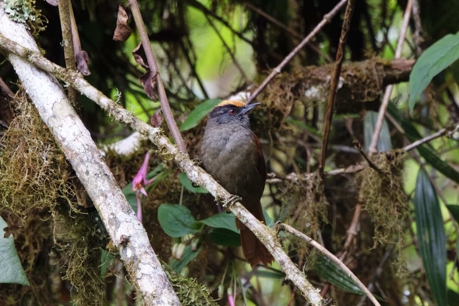 Light-crowned Spinetail [discolor] (image by Leo Garrigues)