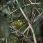 Limestone Leaf Warbler (image by Dani Balla)