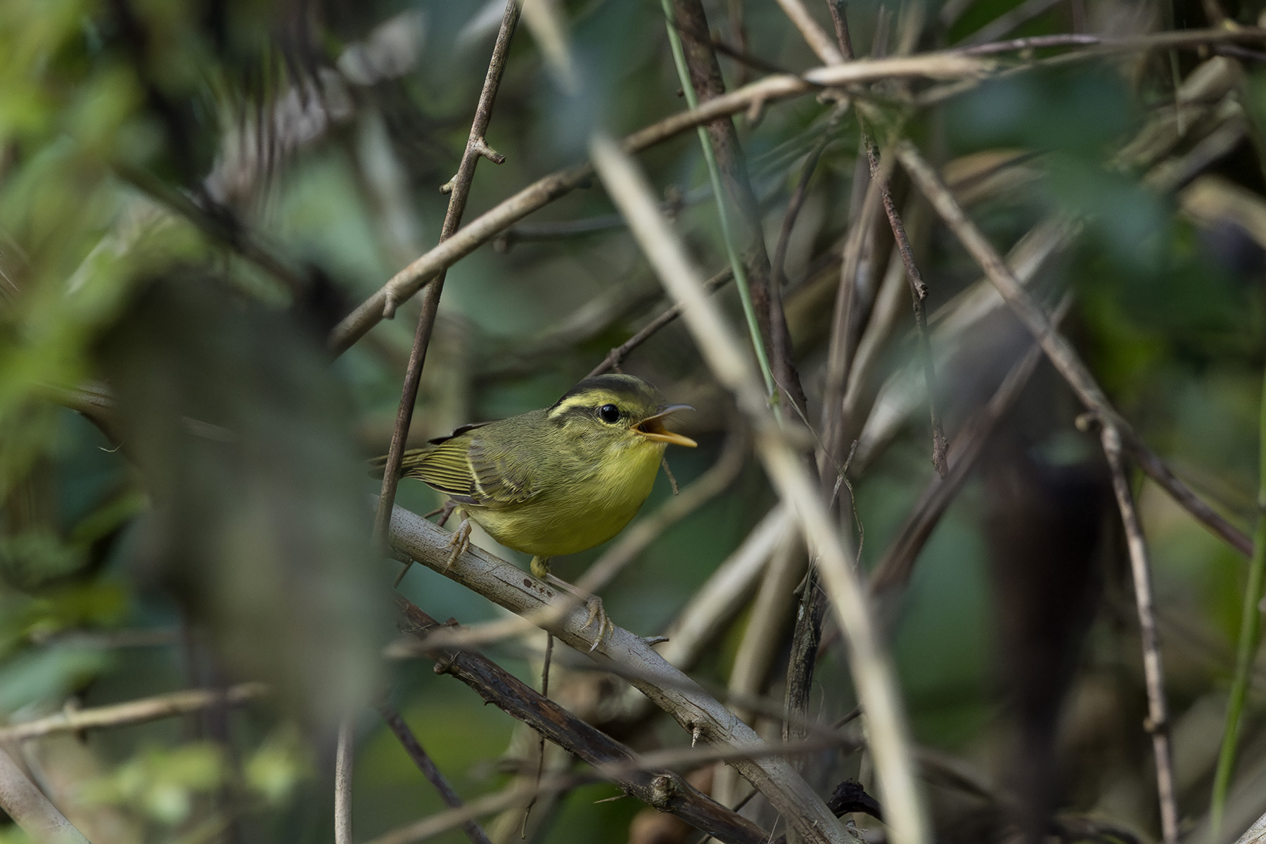Limestone Leaf Warbler (image by Dani Balla)