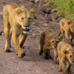 Lions (image by Nik Borrow)