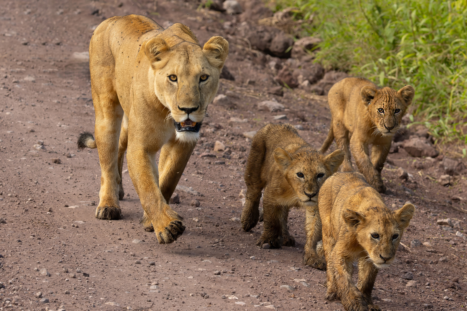 Lions (image by Nik Borrow)