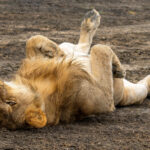 Lion (image by Nik Borrow)