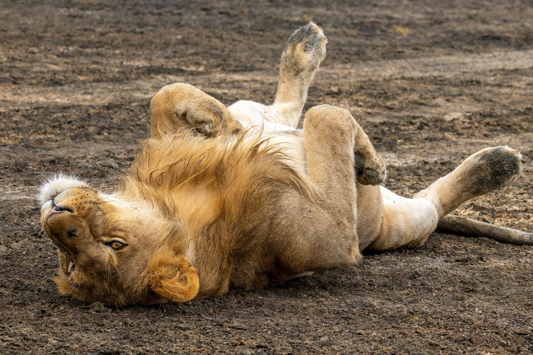 Lion (image by Nik Borrow)