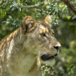 Lioness (image by Mark Beaman)