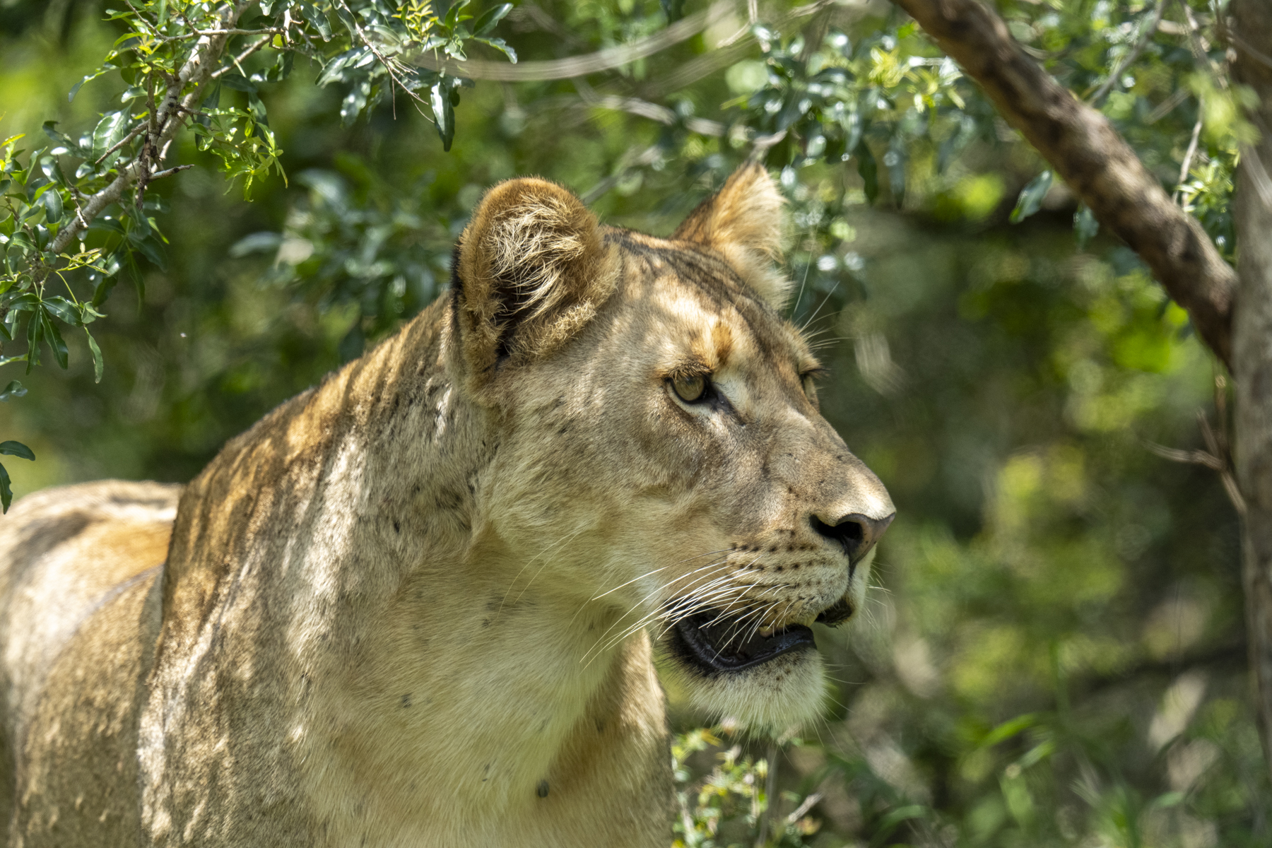 Lioness (image by Mark Beaman)