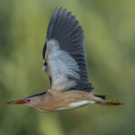 Little Bittern male (image by Mark Beaman)