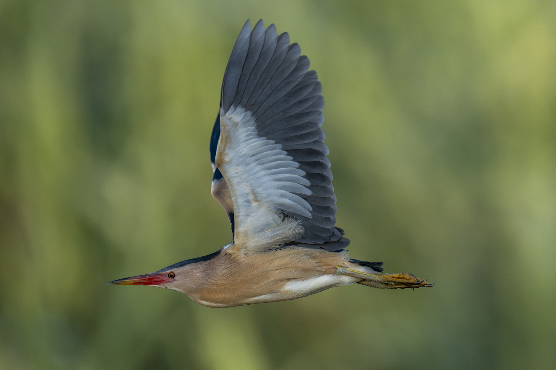 Little Bittern male (image by Mark Beaman)