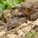 Little Rock Thrush (image by Nik Borrow)