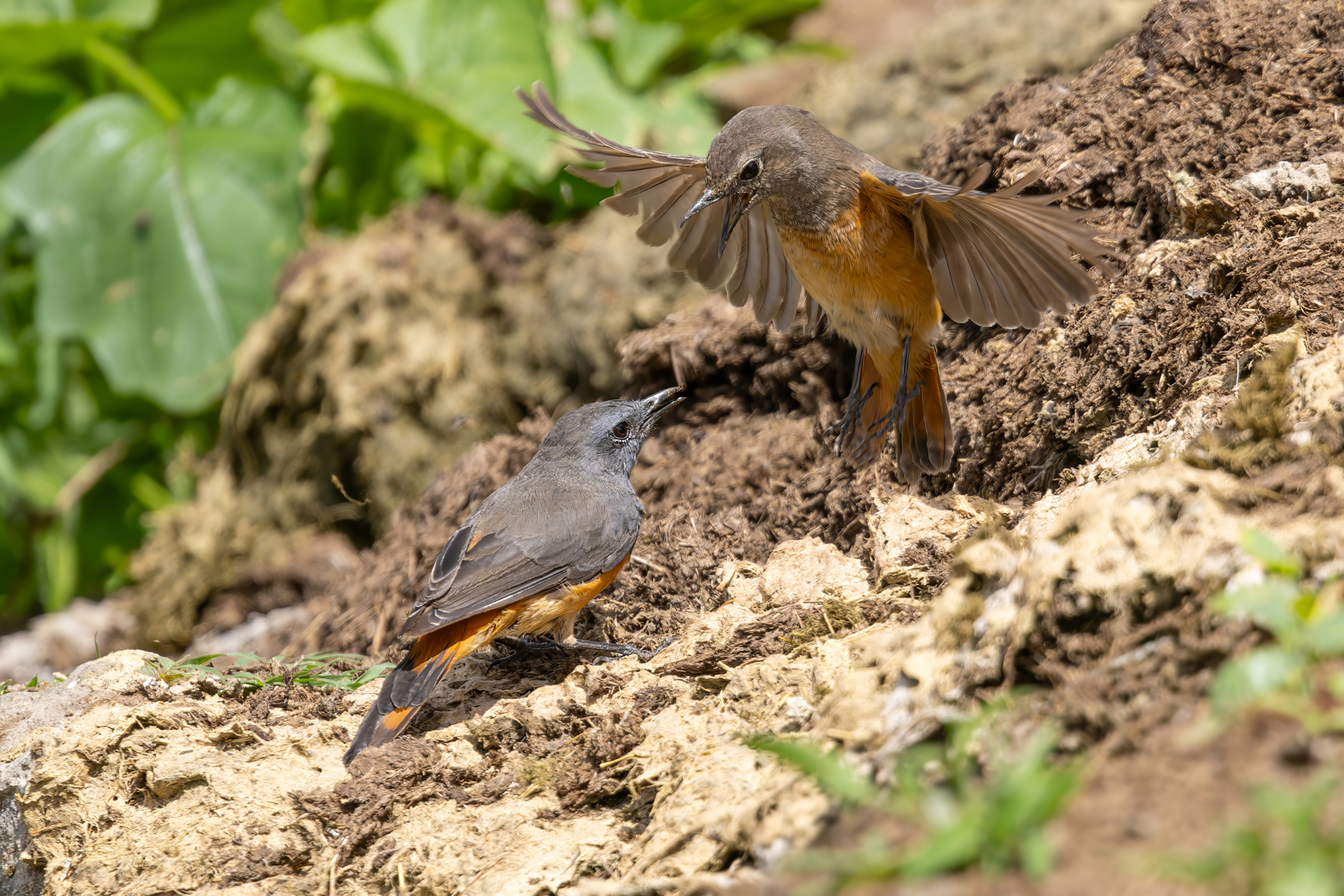 Little Rock Thrush (image by Nik Borrow)