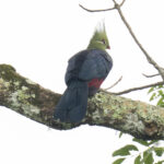 Livingstone's Turaco (image by Mark Beaman)