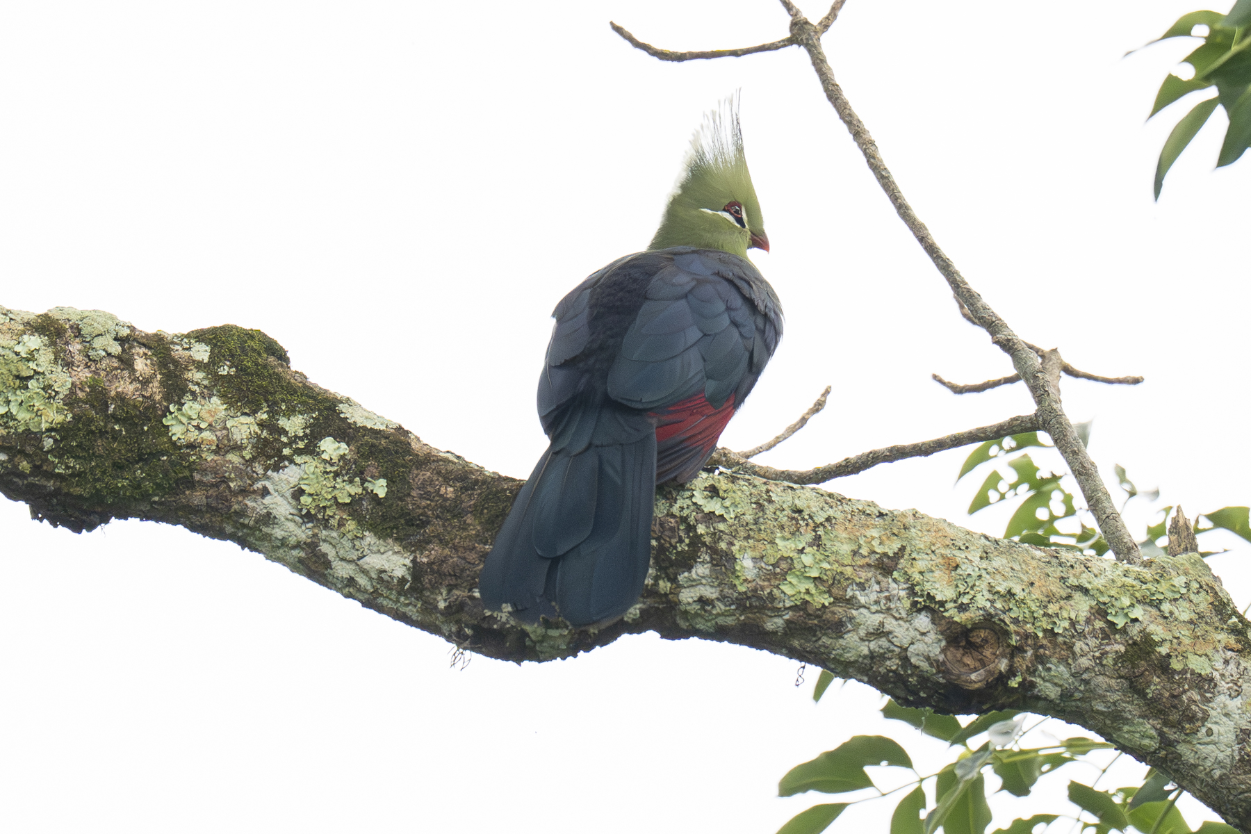 Livingstone's Turaco (image by Mark Beaman)