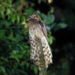 Long-tailed Potoo (image by Leo Garrigues)