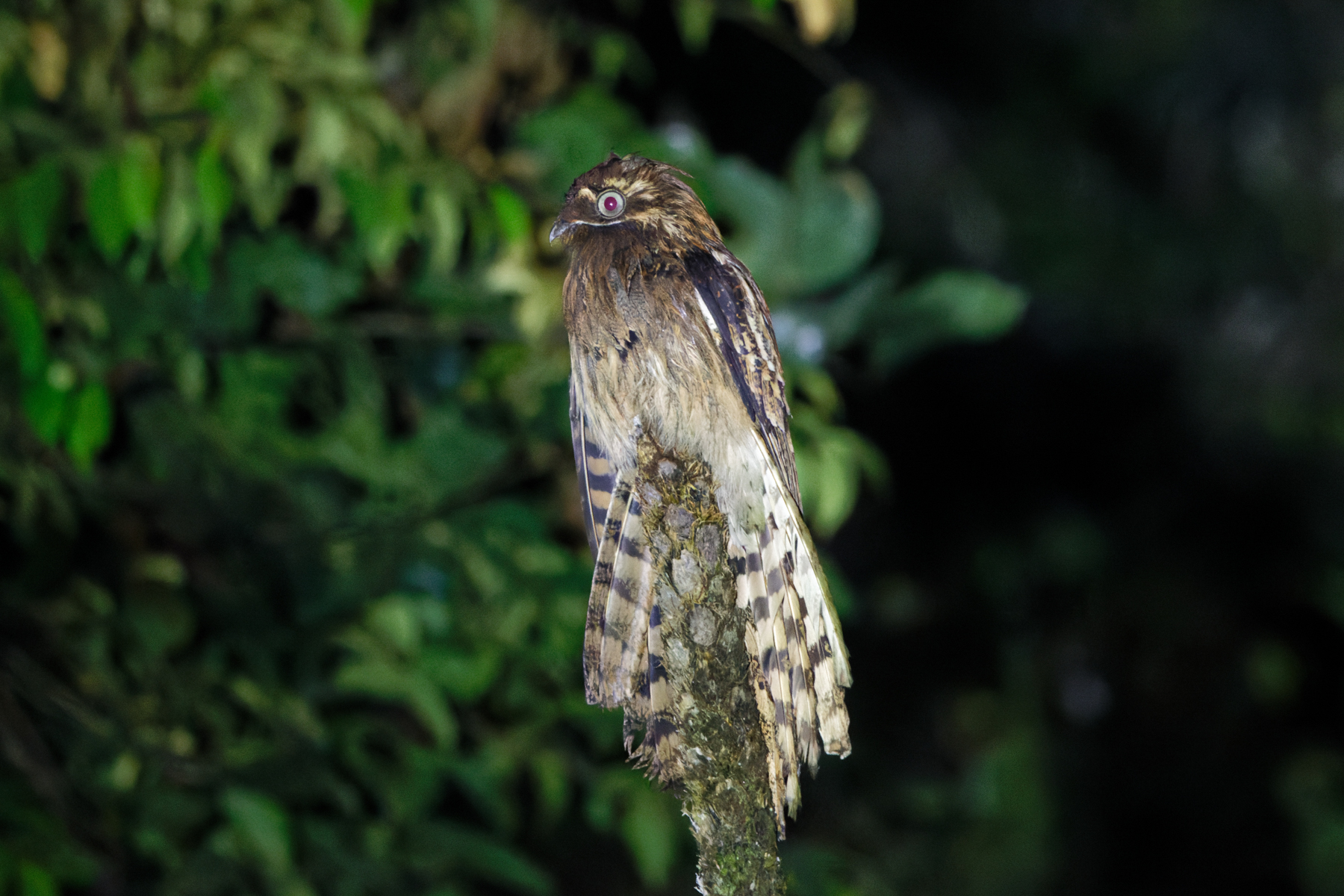 Long-tailed Potoo (image by Leo Garrigues)