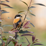 Long-tailed Shrike (image by Mike Watson)