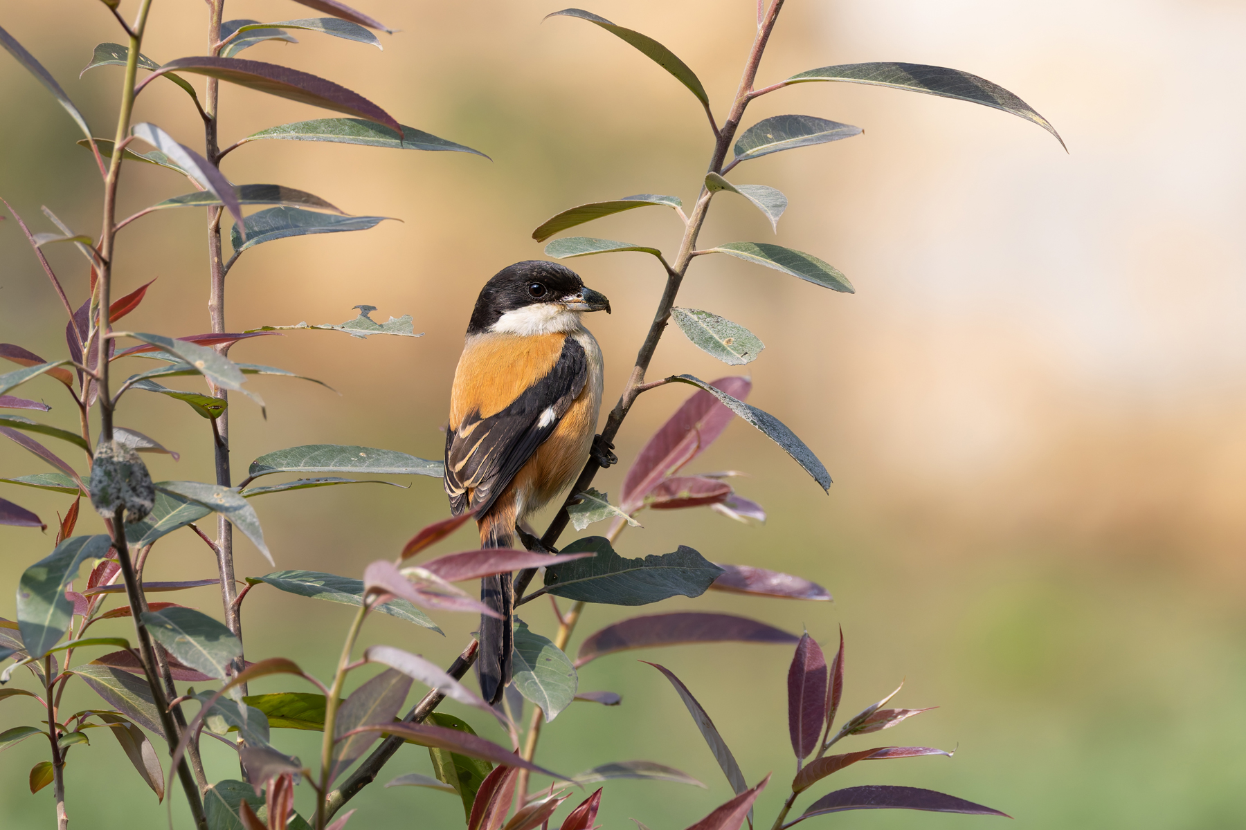 Long-tailed Shrike (image by Mike Watson)