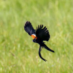 Long-tailed Widowbird displaying (image by Mark Beaman)