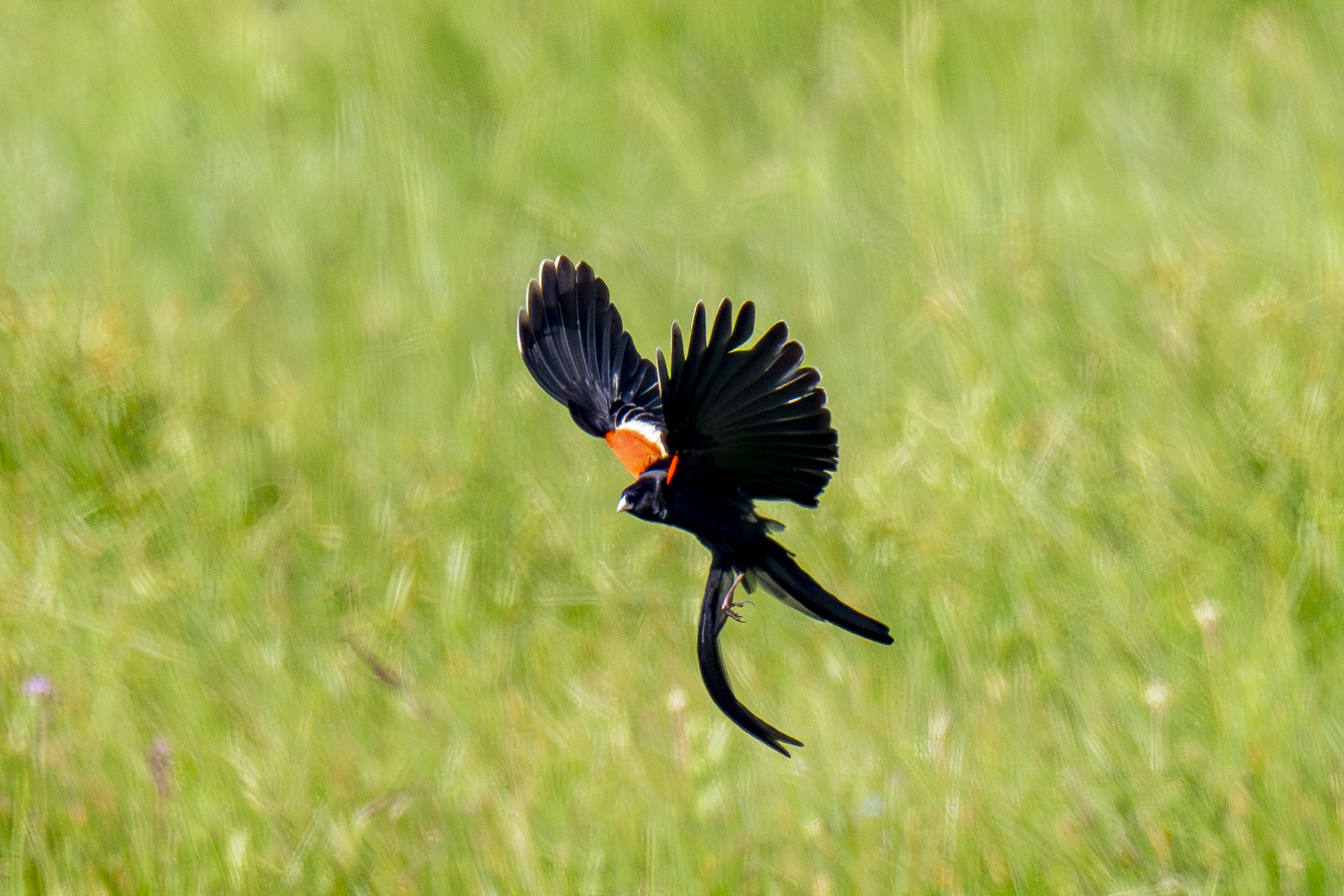 Long-tailed Widowbird displaying (image by Mark Beaman)