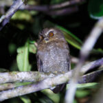 Long-whiskered Owlet (image by Leo Garrigues)