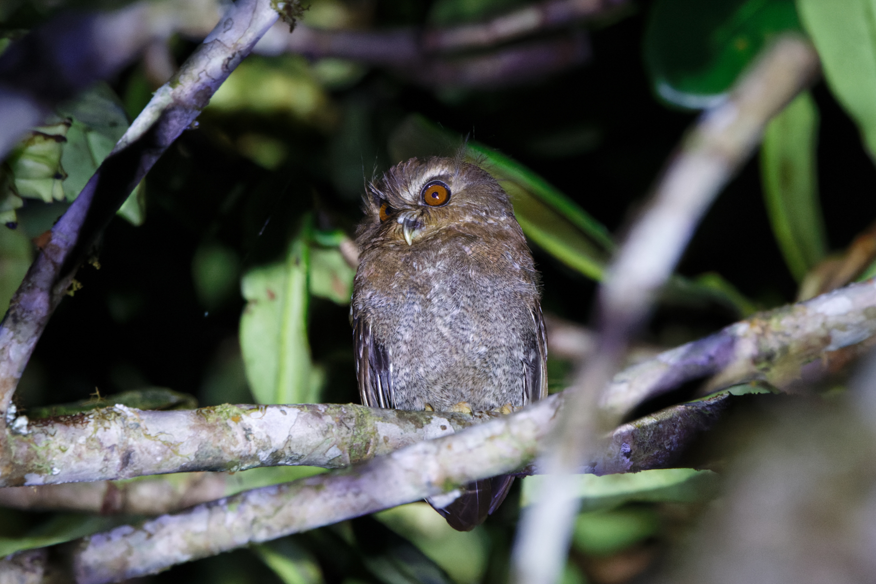 Long-whiskered Owlet (image by Leo Garrigues)