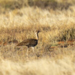 Ludwig's Bustard (image by Mark Beaman)