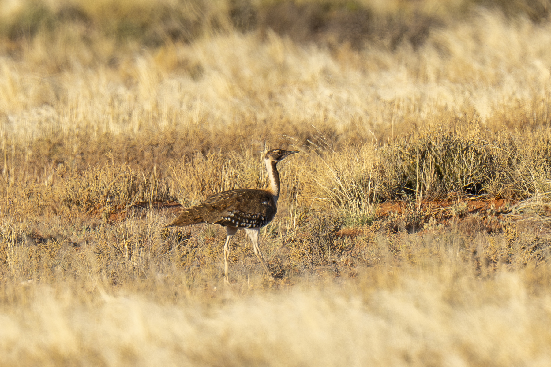 Ludwig's Bustard (image by Mark Beaman)