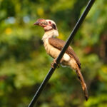 Luzon Hornbill (image by Craig Robson)