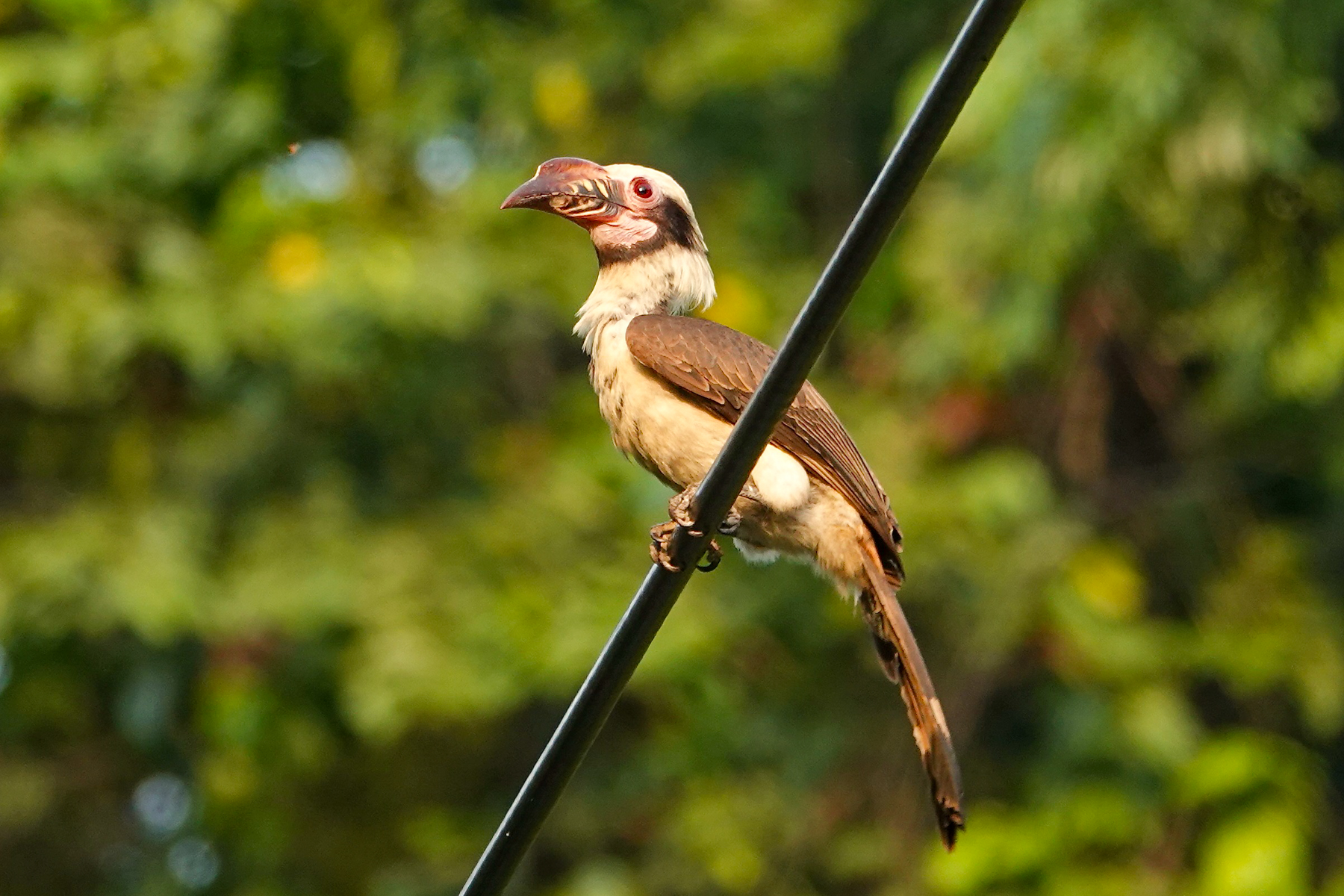 Luzon Hornbill (image by Craig Robson)