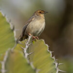 Lynes's Cisticola (image by Nik Borrow)