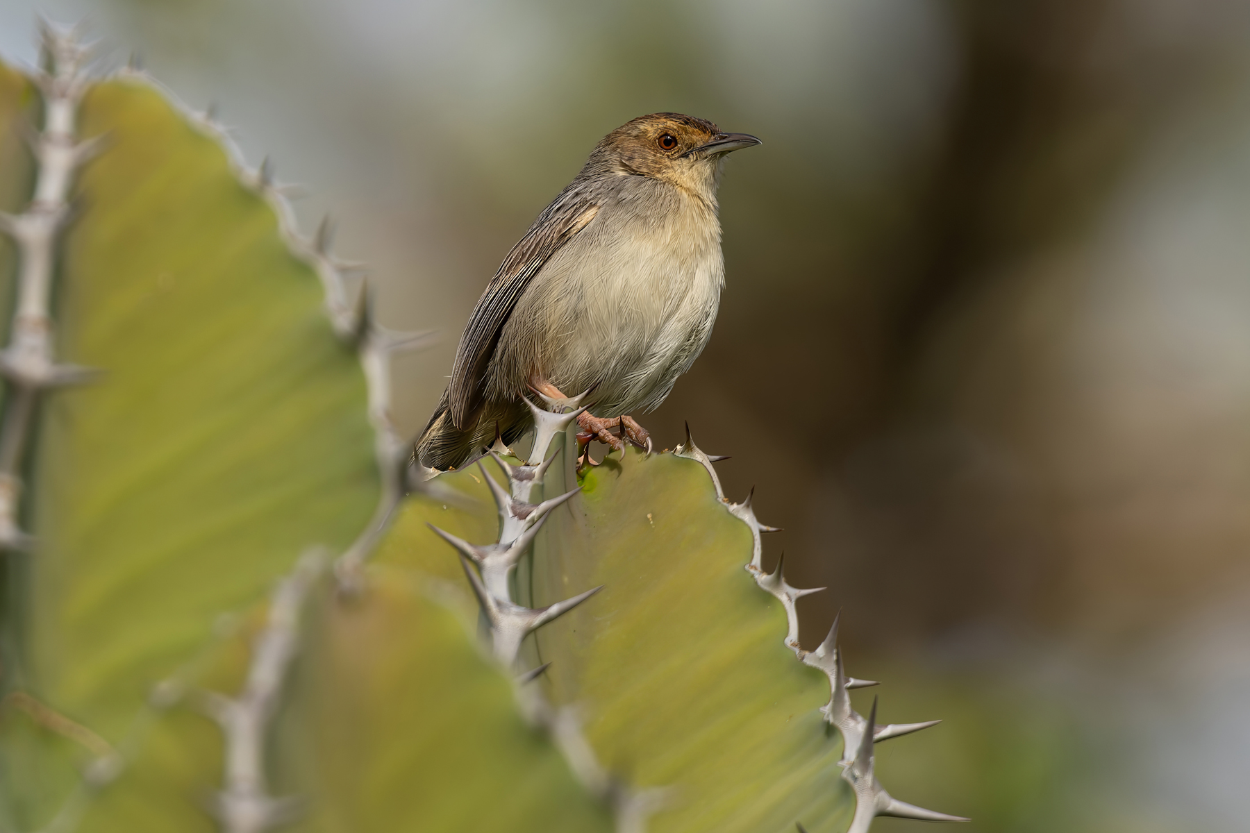 Lynes's Cisticola (image by Nik Borrow)