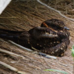 Lyre-tailed Nightjar (image by Leo Garrigues)