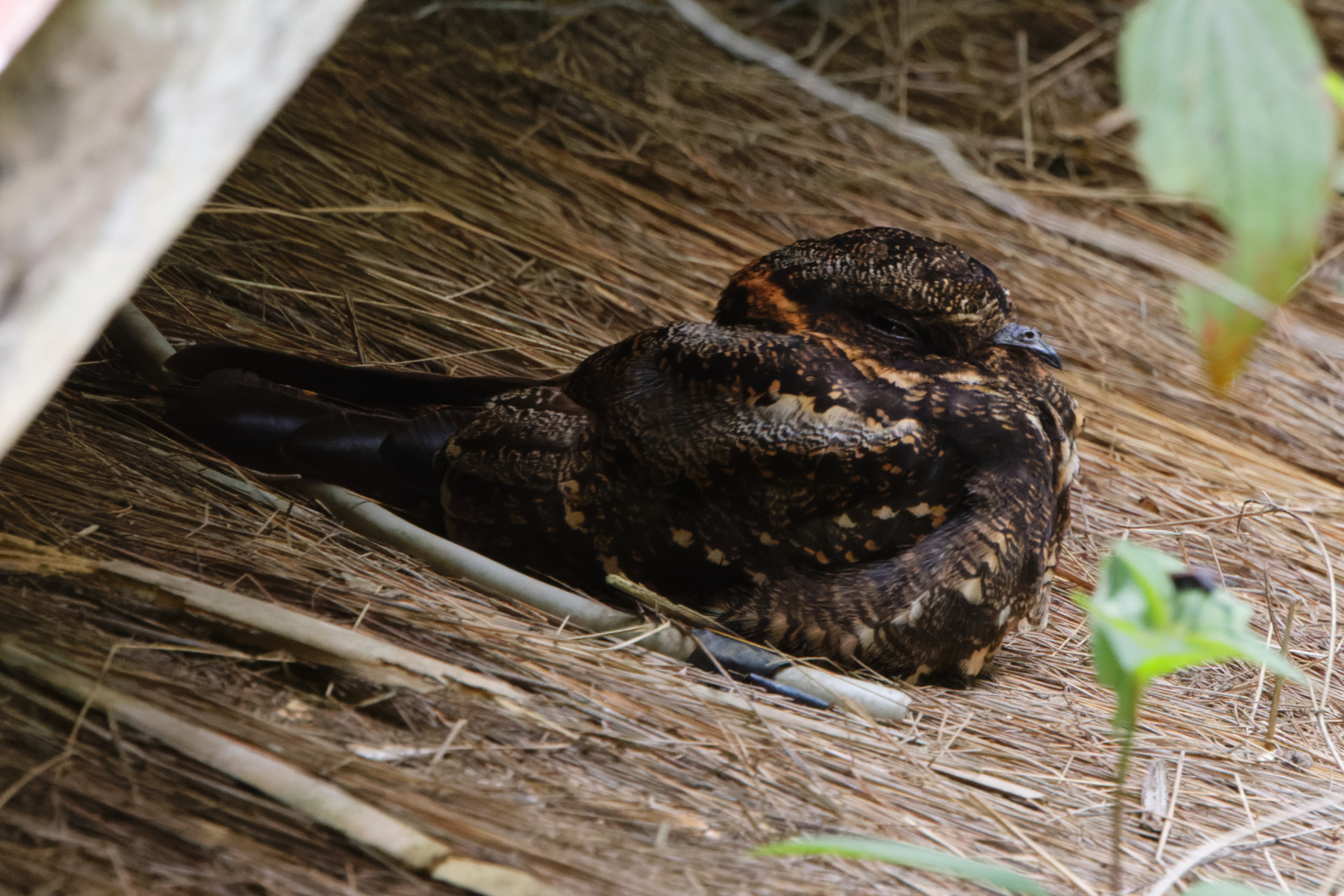 Lyre-tailed Nightjar (image by Leo Garrigues)