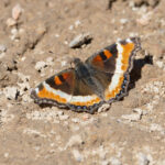 Milbert's Tortoiseshell (image by Mike Watson)