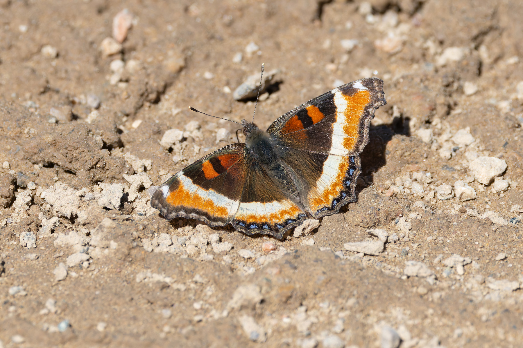 Milbert's Tortoiseshell (image by Mike Watson)