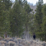 Moose (image by Mike Watson)