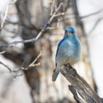 Mountain Bluebird (image by Mike Watson)