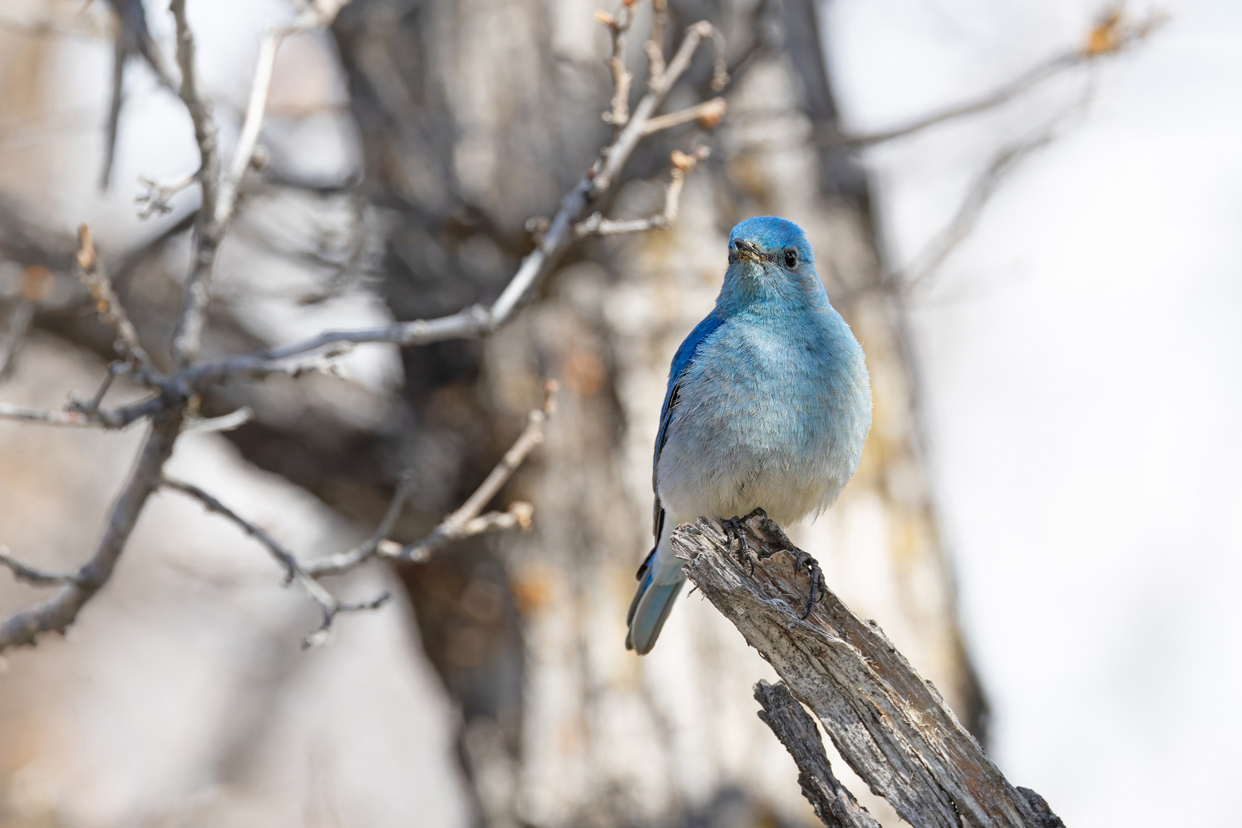 Mountain Bluebird (image by Mike Watson)