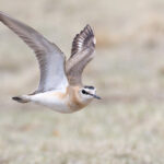 Mountain Plover (image by Mike Watson)