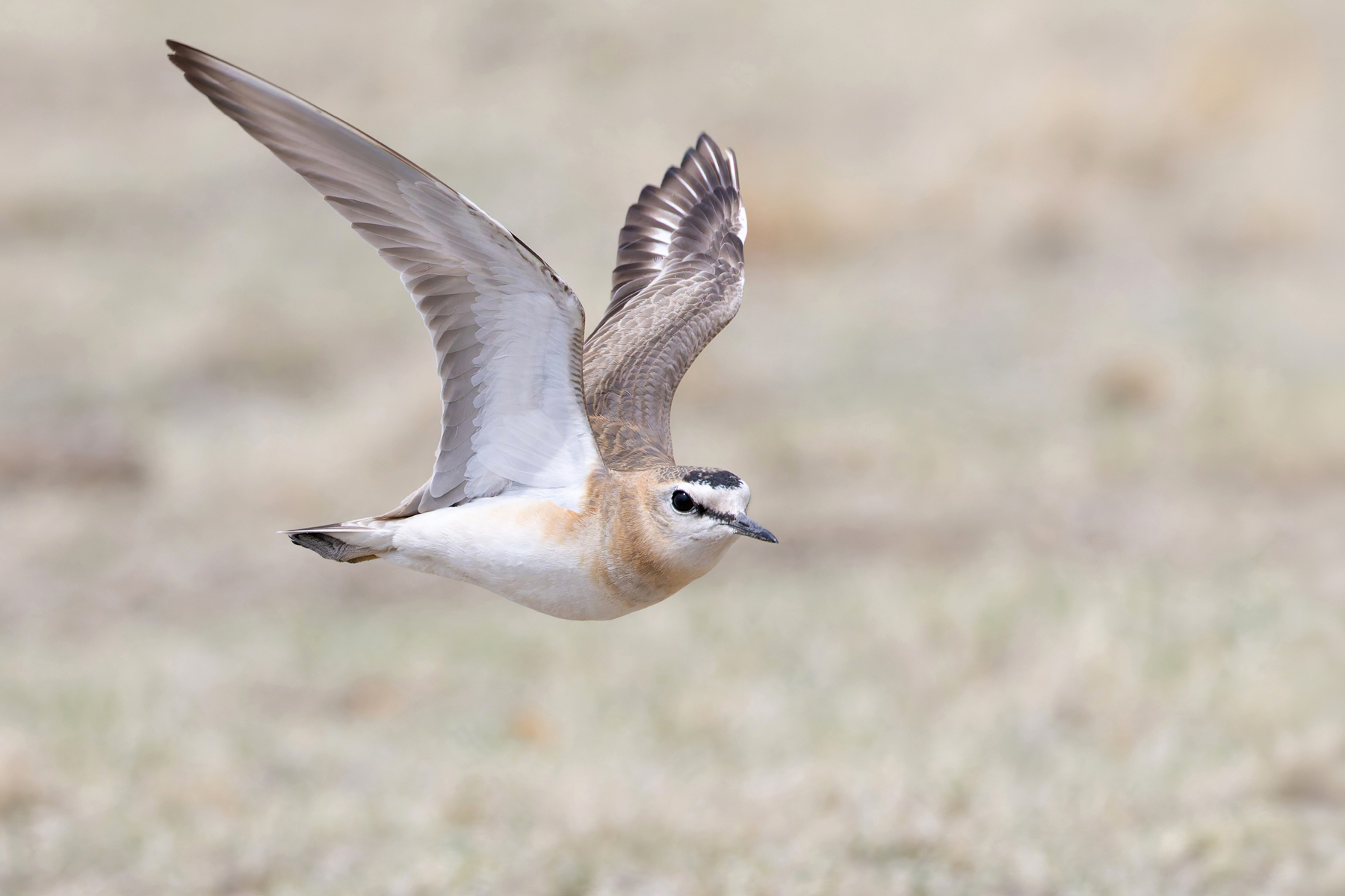 Mountain Plover (image by Mike Watson)