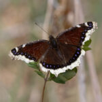 Morning Cloak (image by Mike Watson)