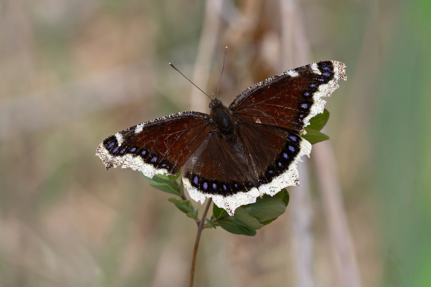 Morning Cloak (image by Mike Watson)