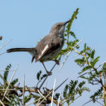 Maasai Apalis (image by Nik Borrow)