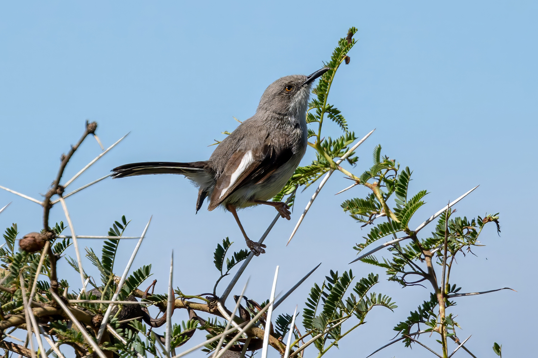 Maasai Apalis (image by Nik Borrow)