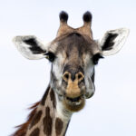 Maasai Giraffe (image by Nik Borrow)